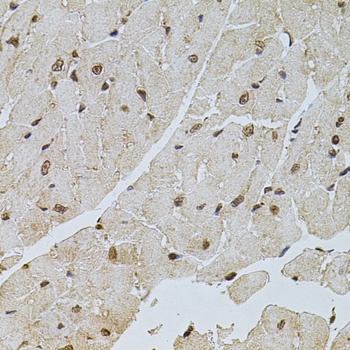 PPP2R5C Antibody