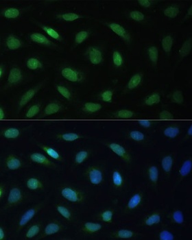 LBR Antibody