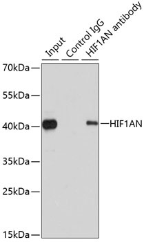 HIF1AN Antibody