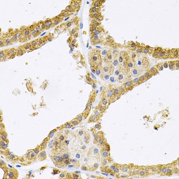 FHL1 Antibody