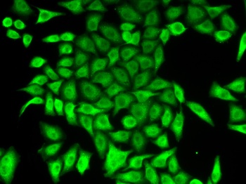 APRT Antibody