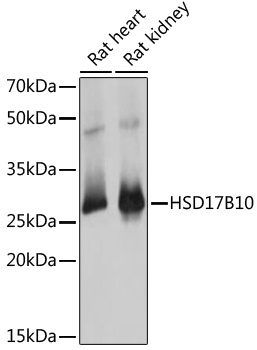 HSD17B10 Antibody