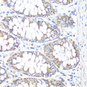 HSD17B10 Antibody