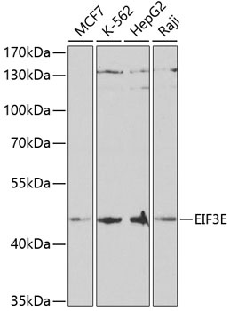 EIF3E Antibody
