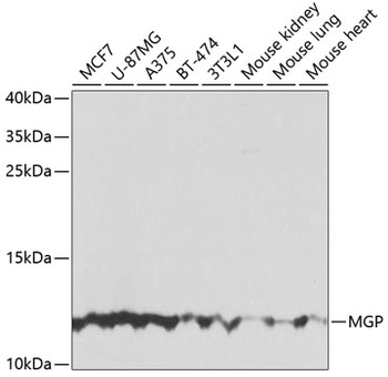 MGP Antibody