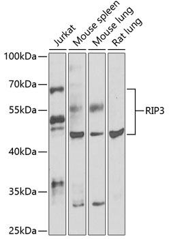 RIPK3 Antibody