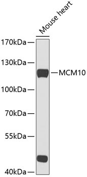 MCM10 Antibody