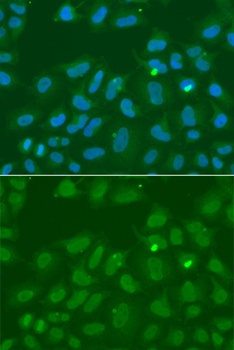 ORC6 Antibody