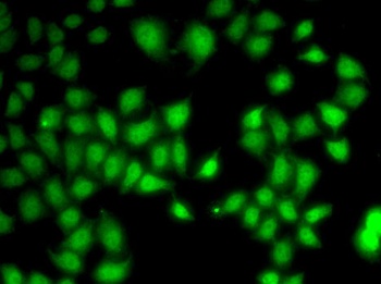 WNT7A Antibody