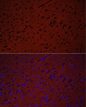 STXBP1 Antibody