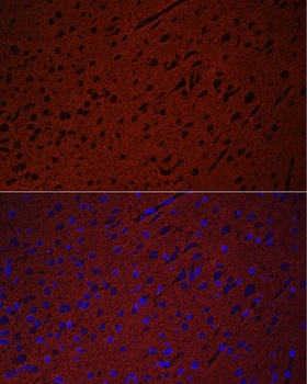 STXBP1 Antibody