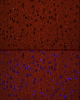 STXBP1 Antibody