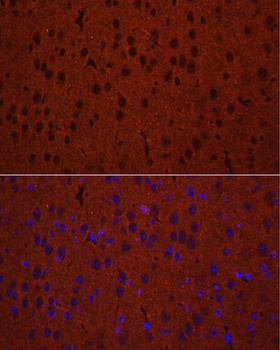 STXBP1 Antibody