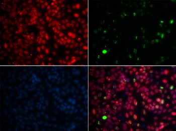 MPG Antibody