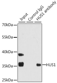 HUS1 Antibody