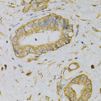 EIF4B Antibody