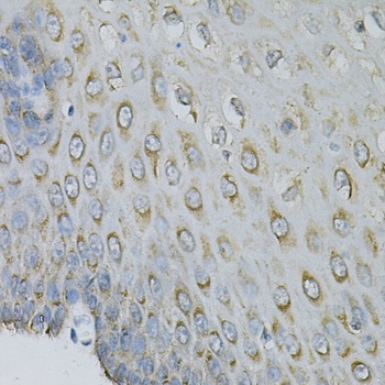EIF4B Antibody