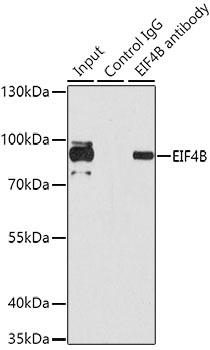 EIF4B Antibody