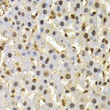 CUL4B Antibody