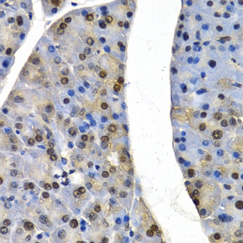 CUL4B Antibody