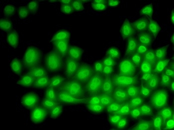 CUL4B Antibody