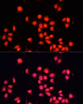 BACH1 Antibody