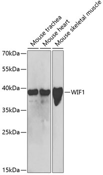 WIF1 Antibody