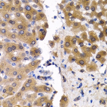 SCP2 Antibody