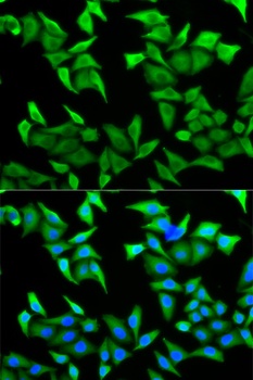 PVRL2 Antibody