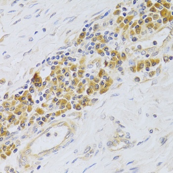 PA2G4 Antibody