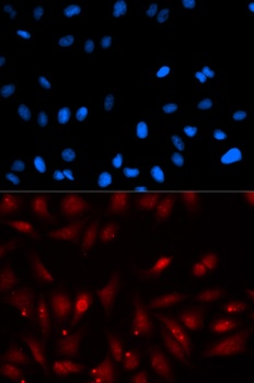 PA2G4 Antibody