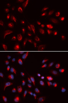 CHRM5 Antibody