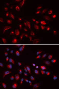 CHRM5 Antibody