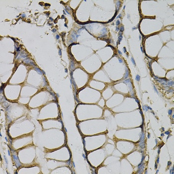 AZGP1 Antibody