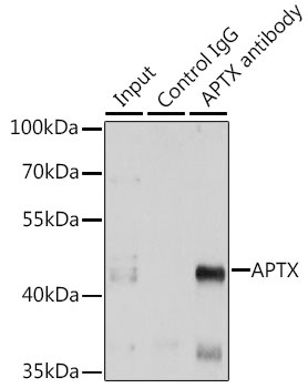 APTX Antibody