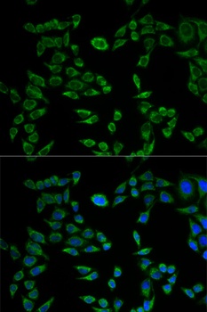 VAPB Antibody