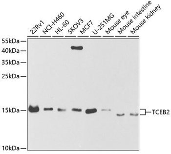 TCEB2 Antibody