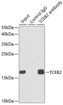 TCEB2 Antibody