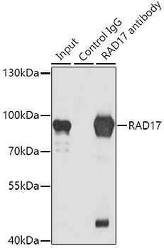 RAD17 Antibody