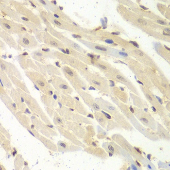 PSME1 Antibody