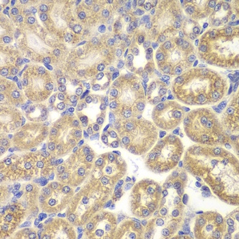 PSMD9 Antibody