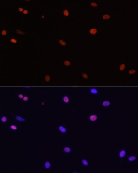 HDGF Antibody