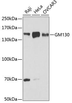 GOLGA2 Antibody