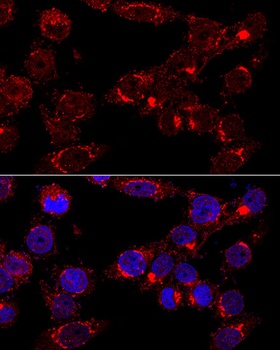 GOLGA2 Antibody