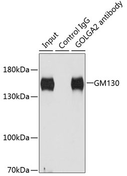 GOLGA2 Antibody