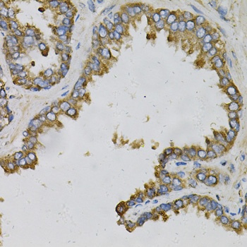 EFNA1 Antibody