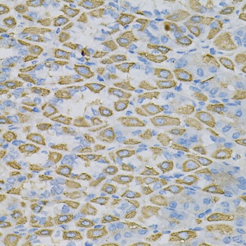 EFNA1 Antibody