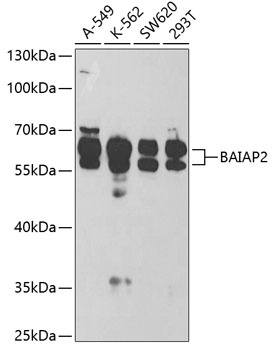 BAIAP2 Antibody