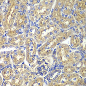 BAIAP2 Antibody