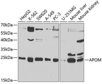 APOM Antibody